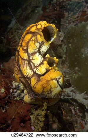 Seasquirt (Polycarpa aurata). Borneo, Malaysia View Large Photo Image Stock Image - Seasquirt (Polycarpa aurata). Borneo, Malaysia. Fotosearch