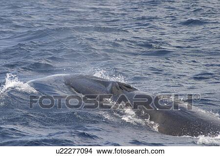 Sei Whale (Balaenoptera borealis) Azores View Large Photo Image Picture - Sei Whale (Balaenoptera borealis) Azores. Fotosearch