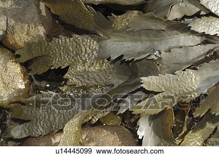Serrated wrack (Fucus serratus), view of seaweed dry on the shoreline, clearly shows serrated feature, St Abbs, Scotland, UK North Sea View Large Photo Image Stock Photo - Serrated wrack (Fucus serratus), view of seaweed dry on the shoreline, clearly shows serrated feature, St Abbs, Scotland, UK North Sea. Fotosearch