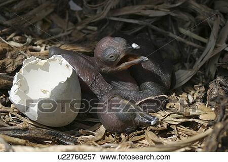 Stock Photo - Shag chicks. UK. Fotosearch