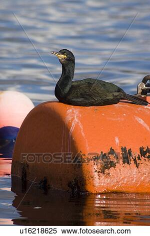 Shag (Phalacrocorax aristotelis) on mooring buoy. Hebrides, Scotland View Large Photo Image Stock Photography - Shag (Phalacrocorax aristotelis) on mooring buoy. Hebrides, Scotland. Fotosearch
