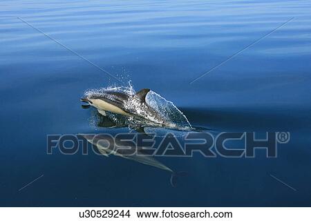 Picture - Short-beaked Common Dolphin (Delphinus delphis) adult and juvenile. Pembrokeshire, Wales, UK. Fotosearch
