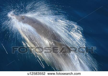 Short-beaked Common Dolphin (Delphinus delphis) bow riding. Pembrokeshire, Wales, UK View Large Photo Image Stock Image - Short-beaked Common Dolphin (Delphinus delphis) bow riding. Pembrokeshire, Wales, UK. Fotosearch