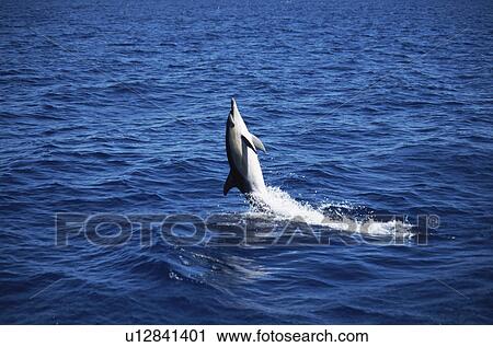Stock Image - Short-beaked Common Dolphin (Delphinus delphis) back leap. Azores. Fotosearch