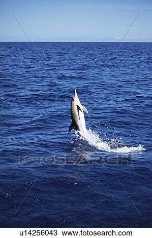 Stock Image - Short-beaked Common Dolphin (Delphinus delphis) back leap. Azores. Fotosearch