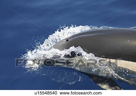 Short-beaked Common Dolphin (Delphinus delphis) surfacing with eye visible through its own bow-wave. Gran Canaria, Canary Islands, Atlantic Ocean. View Large Photo Image Stock Image - Short-beaked Common Dolphin (Delphinus delphis) surfacing with eye visible through its own bow-wave. Gran Canaria, Canary Islands, Atlantic Ocean.. Fotosearch