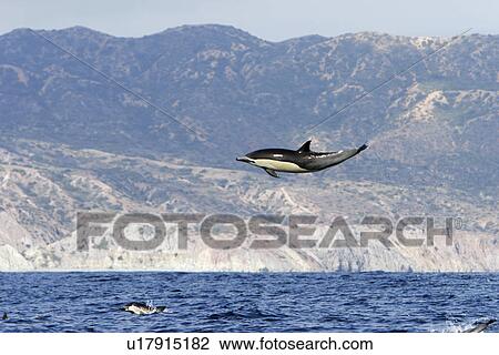 Short-beaked common dolphin (Delphinus delphis) leaping (totally airborne! ) off the north shore of Catalina Island, Southern California, USA. Pacific Ocean. (rr) View Large Photo Image Stock Image - Short-beaked common dolphin (Delphinus delphis) leaping (totally airborne! ) off the north shore of Catalina Island, Southern California, USA. Pacific Ocean. (rr). Fotosearch