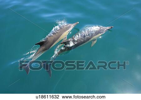 Short-beaked Common Dolphin (Delphinus delphis) Pembrokeshire, Wales, UK View Large Photo Image Stock Image - Short-beaked Common Dolphin (Delphinus delphis) Pembrokeshire, Wales, UK. Fotosearch