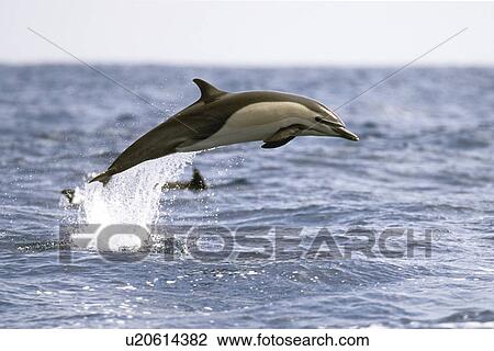 Short-beaked Common Dolphin (Delphinus delphis) leaping off the coast of San Diego, California, USA. View Large Photo Image Stock Image - Short-beaked Common Dolphin (Delphinus delphis) leaping off the coast of San Diego, California, USA.. Fotosearch
