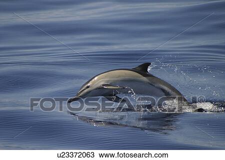 Stock Image - Short-beaked Common Dolphin (Delphinus delphis) Azores. Fotosearch