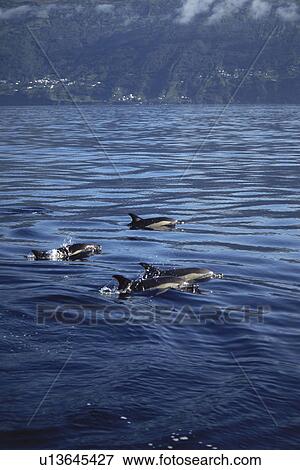 Short-beaked Common Dolphin (Delphinus delphis) Azores View Large Photo Image Stock Photo - Short-beaked Common Dolphin (Delphinus delphis) Azores. Fotosearch