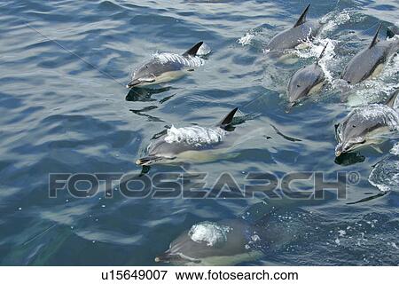 Short-beaked Common Dolphin (Delphinus delphis) Pembrokeshire, Wales, UK View Large Photo Image Stock Photo - Short-beaked Common Dolphin (Delphinus delphis) Pembrokeshire, Wales, UK. Fotosearch