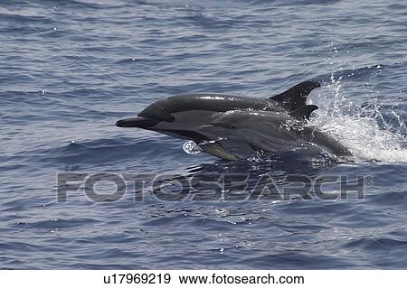 Short-Beaked Common Dolphin, Delphinus delphis, mother and calf leaping together off the Azores Islands View Large Photo Image Stock Photo - Short-Beaked Common Dolphin, Delphinus delphis, mother and calf leaping together off the Azores Islands. Fotosearch