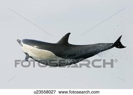 Short-beaked common dolphin (Delphinus delphis) leaping (totally airborne! ) off the north shore of Catalina Island, Southern California, USA. Pacific Ocean. View Large Photo Image Stock Photo - Short-beaked common dolphin (Delphinus delphis) leaping (totally airborne! ) off the north shore of Catalina Island, Southern California, USA. Pacific Ocean.. Fotosearch
