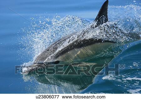 Short-beaked Common Dolphin (Delphinus delphis) Pembrokeshire, Wales, UK View Large Photo Image Stock Photo - Short-beaked Common Dolphin (Delphinus delphis) Pembrokeshire, Wales, UK. Fotosearch