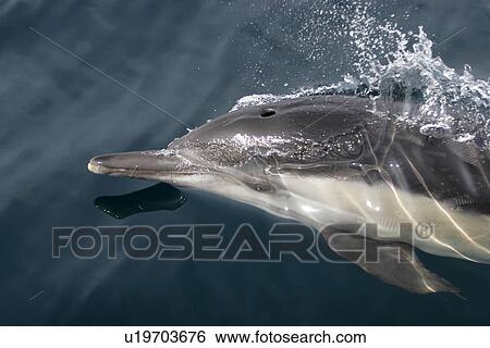 Short-beaked Common Dolphin (Delphinus delphis) surfacing offshore in Santa Monica Bay, Southern California, USA. Pacific Ocean. View Large Photo Image Stock Photograph - Short-beaked Common Dolphin (Delphinus delphis) surfacing offshore in Santa Monica Bay, Southern California, USA. Pacific Ocean.. Fotosearch
