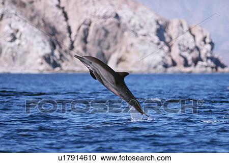Stock Image - Short-beaked common dolphin leaping in Bahia de los Angeles, Mexico. L. Fotosearch