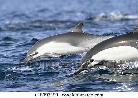 Short-beaked common dolphin pair (Delphinus delphis) leaping next to each other off the north shore of Catalina Island, Southern California, USA. Pacific Ocean. View Large Photo Image Stock Image - Short-beaked common dolphin pair (Delphinus delphis) leaping next to each other off the north shore of Catalina Island, Southern California, USA. Pacific Ocean.. Fotosearch