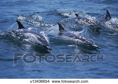 Short-beaked Common dolphins (Delphinus delphis) Gibraltar, Mediterranean View Large Photo Image Picture - Short-beaked Common dolphins (Delphinus delphis) Gibraltar, Mediterranean. Fotosearch