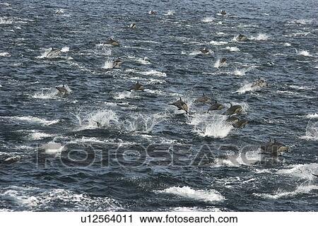 Stock Image - Short-beaked Common Dolphins (Delphinus delphis) Group leaping Peruvian waters. Fotosearch