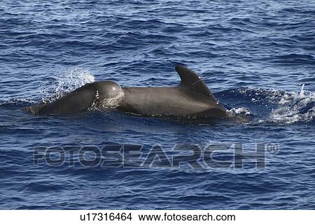 Picture - Short-fin Pilot Whale, Globicephala macrorhynchus, mother and calf swimming off the Azores Islands. Fotosearch