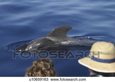 Short-fin Pilot Whale (Globicephala macrorhynchus) Azores View Large Photo Image Stock Image - Short-fin Pilot Whale (Globicephala macrorhynchus) Azores. Fotosearch