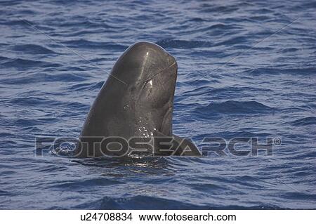 Short-finned Pilot Whale (Globicephala macrorhynchus). Spy-hopping animal showing head and mouth-line. Maldives, Indian Ocean. View Large Photo Image Picture - Short-finned Pilot Whale (Globicephala macrorhynchus). Spy-hopping animal showing head and mouth-line. Maldives, Indian Ocean.. Fotosearch