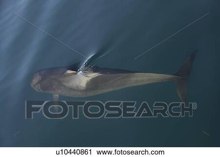 Short finned pilot whale (Globicephala macrorynchus). A passing pilot whale in silky water. Gulf of California. View Large Photo Image Stock Image - Short finned pilot whale (Globicephala macrorynchus). A passing pilot whale in silky water. Gulf of California.. Fotosearch