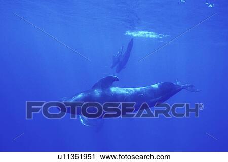 Stock Image - Short-finned Pilot Whale (Globicephala macrorhynchus) Adult bull, diving in deep water. Kona Coast of Hawaii, USA. Pacific Ocean. (rr). Fotosearch