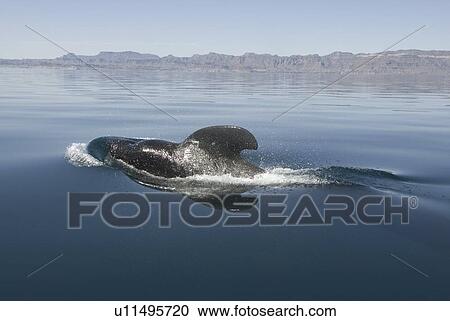 Stock Image - Short finned pilot whale (Globicephala macrorynchus). A male pilot whale surfaces close to a tourist boat. Gulf of California.. Fotosearch