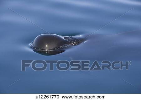 Short finned pilot whale (Globicephala macrorynchus). The head of a pilot whale in very calm seas. Gulf of California. View Large Photo Image Stock Image - Short finned pilot whale (Globicephala macrorynchus). The head of a pilot whale in very calm seas. Gulf of California.. Fotosearch