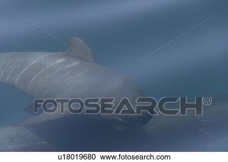 Stock Image - Short finned pilot whale (Globicephala macrorynchus). A very young pilot whale showing clealry the foetal folds. Gulf of California.. Fotosearch