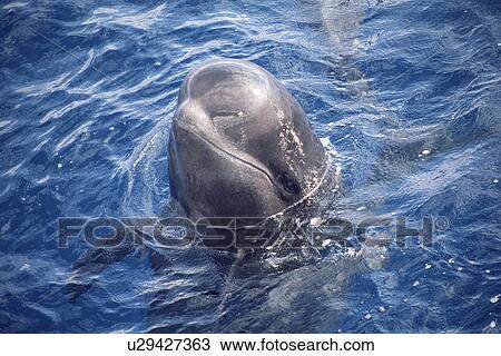 Short-finned pilot whale (Globicephala macrorhynchus) spy-hopping showing characteristic bulbous head shape and lack of pronounced beak.. Canary Islands, N. Atlantic View Large Photo Image Stock Image - Short-finned pilot whale (Globicephala macrorhynchus) spy-hopping showing characteristic bulbous head shape and lack of pronounced beak.. Canary Islands, N. Atlantic . Fotosearch