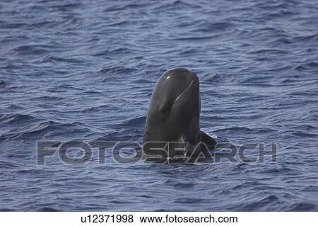 Short-finned Pilot Whale (Globicephala macrorhynchus). Spy-hopping animal showing pale anchor chest shape and flippers. Maldives, Indian Ocean View Large Photo Image Stock Photo - Short-finned Pilot Whale (Globicephala macrorhynchus). Spy-hopping animal showing pale anchor chest shape and flippers. Maldives, Indian Ocean. Fotosearch