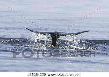 Short-finned pilot whale (Globicephala macrorhynchus) fluke-up dive off Isla Ildefonso in the Gulf of California (Sea of Cortez), off the Baja Peninsula, Mexico. Note the upturned tips on the flukes - typical in this species. View Large Photo Image Stock Photo - Short-finned pilot whale (Globicephala macrorhynchus) fluke-up dive off Isla Ildefonso in the Gulf of California (Sea of Cortez), off the Baja Peninsula, Mexico. Note the upturned tips on the flukes - typical in this species.. Fotosearch