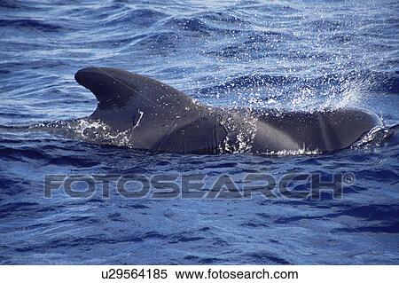 Short-finned pilot whale (Globicephala macrorhynchus) surfacing with spray from blow visible. Canary Islands, North Atlantic. View Large Photo Image Stock Photography - Short-finned pilot whale (Globicephala macrorhynchus) surfacing with spray from blow visible. Canary Islands, North Atlantic.. Fotosearch