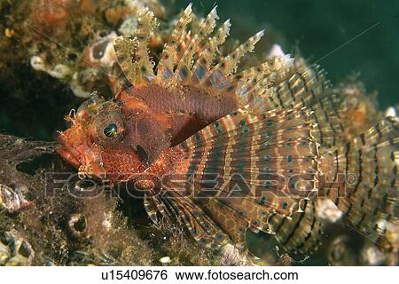 Stock Photograph - Shortfin lionfish, Dendrochirus brachypterus, red variation, Dumaguete, s, Philippines. Fotosearch
