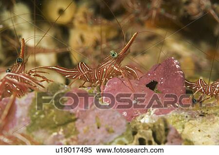 Shrimp (Species unknown). Seychelles View Large Photo Image Stock Photography - Shrimp (Species unknown). Seychelles. Fotosearch