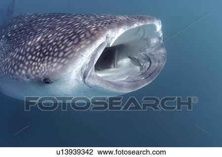 Stock Image - Side view of feeding Whale shark (Rhincodon typus) Sea of Cortez, Mexico. Fotosearch