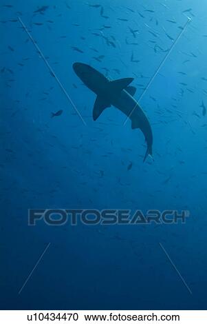Silhouette of Galapagos shark - Carcharhinus galapagensis. Galapagos, Pacific Ocean View Large Photo Image Stock Image - Silhouette of Galapagos shark - Carcharhinus galapagensis. Galapagos, Pacific Ocean. Fotosearch