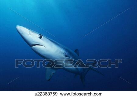 Single blue shark coming out of deep water off San Clemente Island, Channel Islands, California. View Large Photo Image Stock Photo - Single blue shark coming out of deep water off San Clemente Island, Channel Islands, California.. Fotosearch
