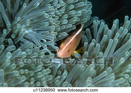 Skunk Anemone fish (Amphiprion akallopisos) Similan Islands, Thailand (Andaman Sea) View Large Photo Image Stock Image - Skunk Anemone fish (Amphiprion akallopisos) Similan Islands, Thailand (Andaman Sea). Fotosearch