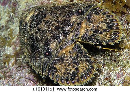 Slipper lobster at night, Ponta da Sapata, Fernando de Noronha national marine sanctuary, Pernambuco, Brazil (S. Atlantic) View Large Photo Image Stock Image - Slipper lobster at night, Ponta da Sapata, Fernando de Noronha national marine sanctuary, Pernambuco, Brazil (S. Atlantic) . Fotosearch