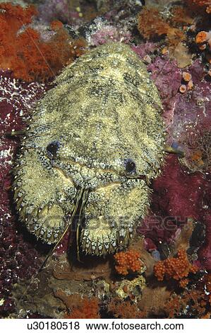 Stock Photo - Slipper Lobster (Scyllarides haanii). Indonesia. Fotosearch