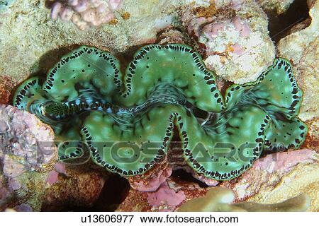Small Giant Clam (Tridacna maxima) Namu atoll, Marshall Islands (N. Pacific) View Large Photo Image Stock Photo - Small Giant Clam (Tridacna maxima) Namu atoll, Marshall Islands (N. Pacific). Fotosearch