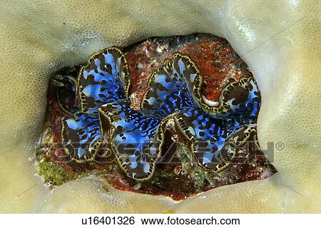 Stock Photograph - Small giant clam, Tridacna maxima, surrounded by lobe coral, Porites lutea, Namu atoll, Marshall Islands (N. Pacific). Fotosearch