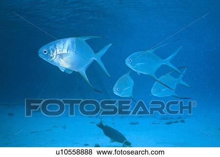 Stock Photo - Small group of fish swimming over sandy sea bed. Bonaire.. Fotosearch