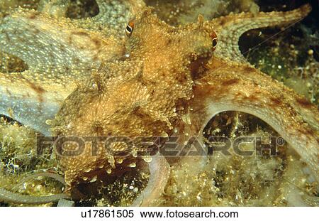 Small Octopus stretching out tentacles in search of food. Cyprus. View Large Photo Image Stock Photography - Small Octopus stretching out tentacles in search of food. Cyprus.. Fotosearch