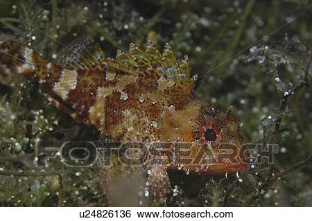 Stock Photograph - Small Rockfish (Scorpaena notata) resting amidst corals and algae, Gozo, Maltese Islands, Mediterranean. Fotosearch
