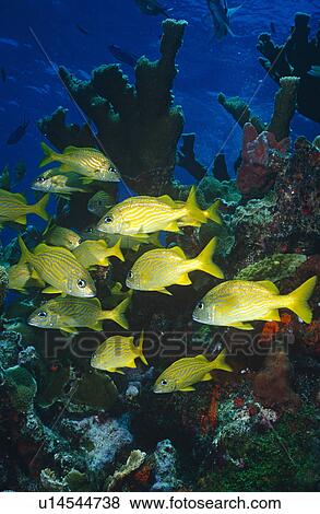 Small school of French Grunts (Haemulon flavolinea) swimming over reef. Red Sea. View Large Photo Image Stock Photo - Small school of French Grunts (Haemulon flavolinea) swimming over reef. Red Sea.. Fotosearch